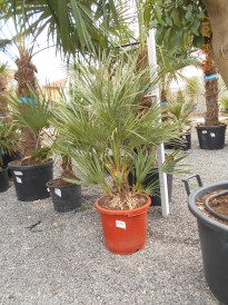 Chamaerops Humilis_100cm